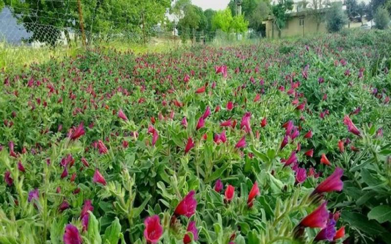 برداشت گیاهان دارویی در جنوب کرمان آغاز شد